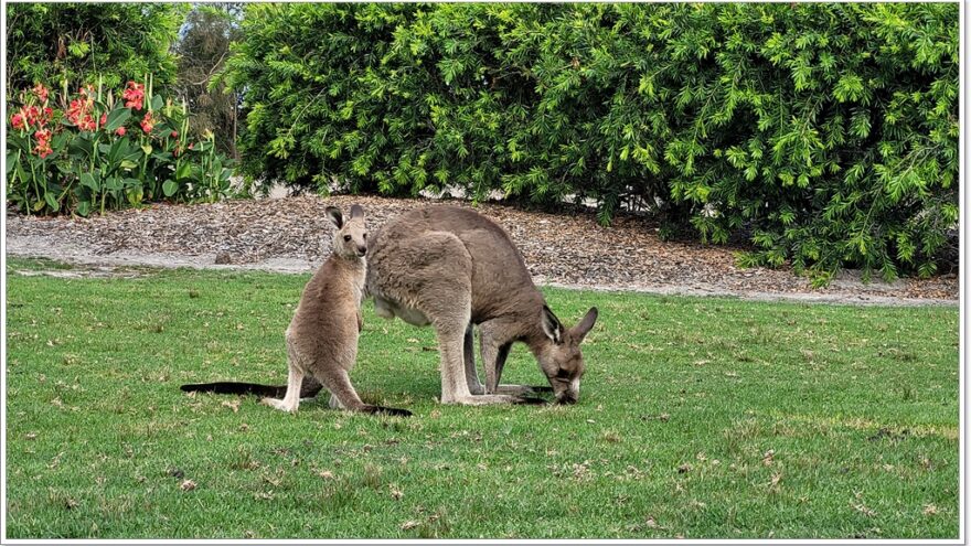 Känguru - Australien