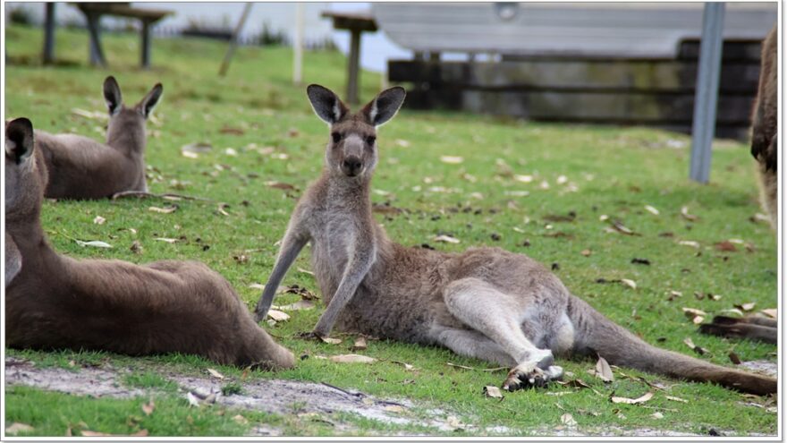 Känguru - Australien