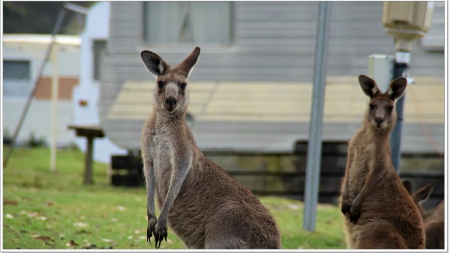 Känguru - Australien