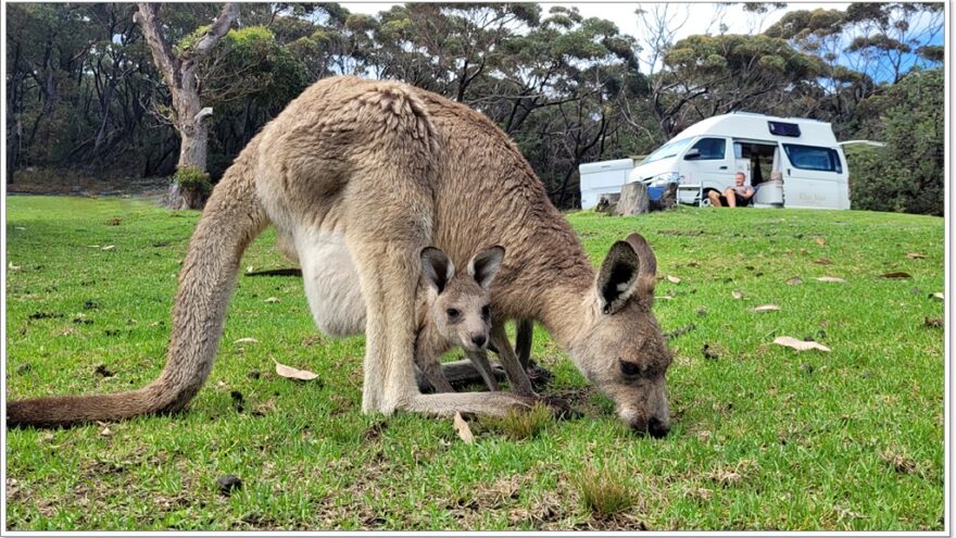 Känguru - Murramarang Nationalpark - Australien