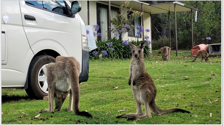 Känguru - Murramarang Nationalpark - Australien