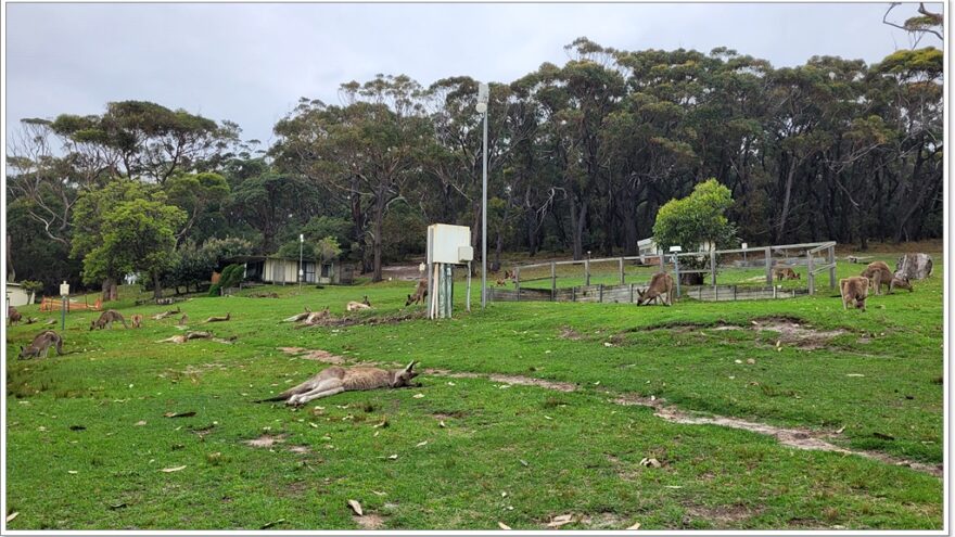 Känguru - Murramarang Nationalpark - Australien