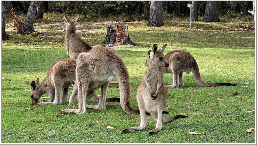 Känguru - Murramarang Nationalpark - Australien