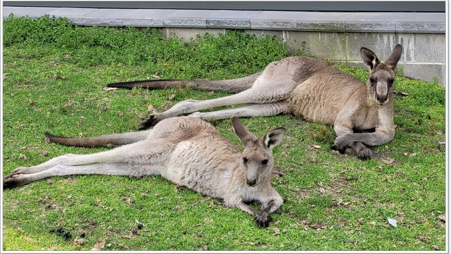 Känguru - Murramarang Nationalpark - Australien