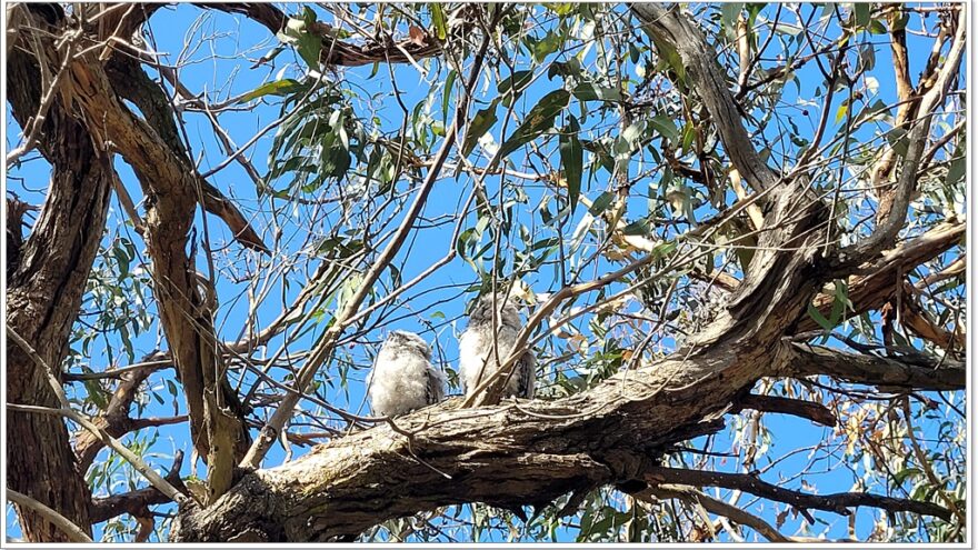 Raymond Island - Koalas - Australien - Victoria