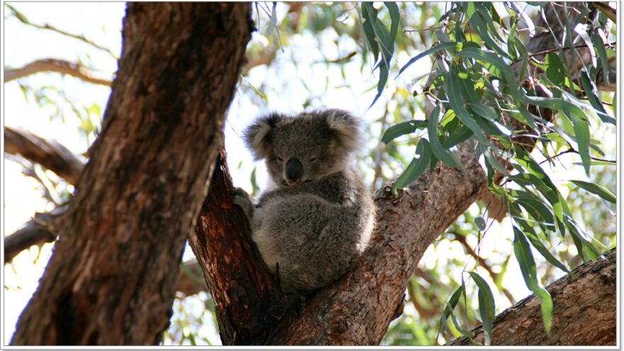 Raymond Island - Koalas - Australien - Victoria