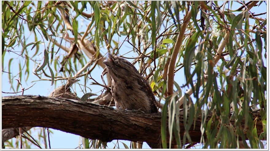 Raymond Island - Koalas - Australien - Victoria