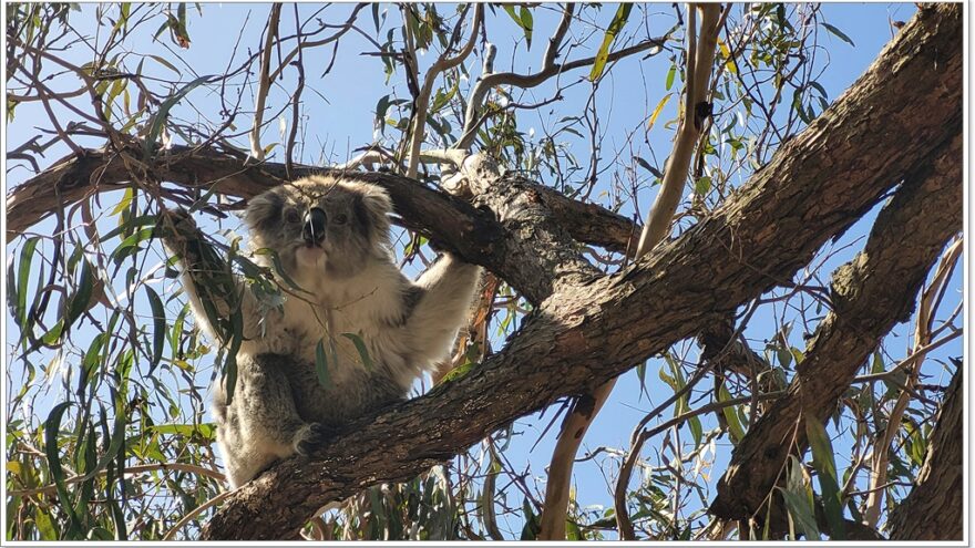 Raymond Island - Koalas - Australien - Victoria