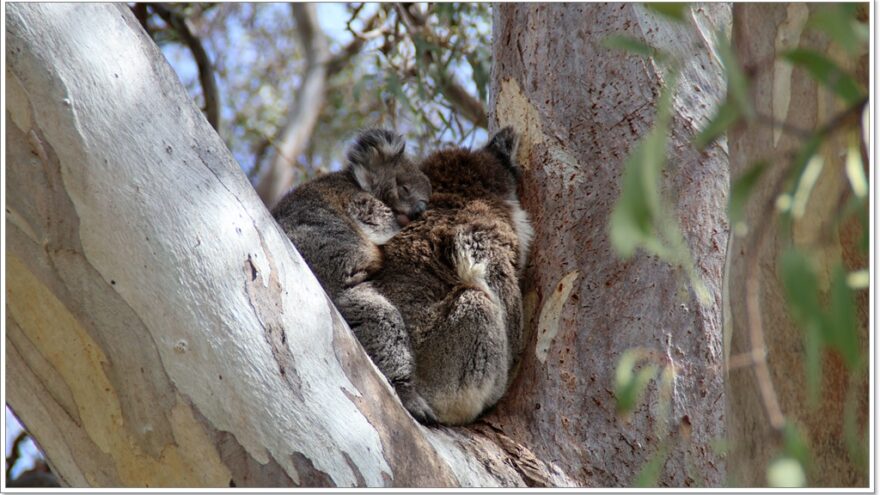 Raymond Island - Koalas - Australien - Victoria