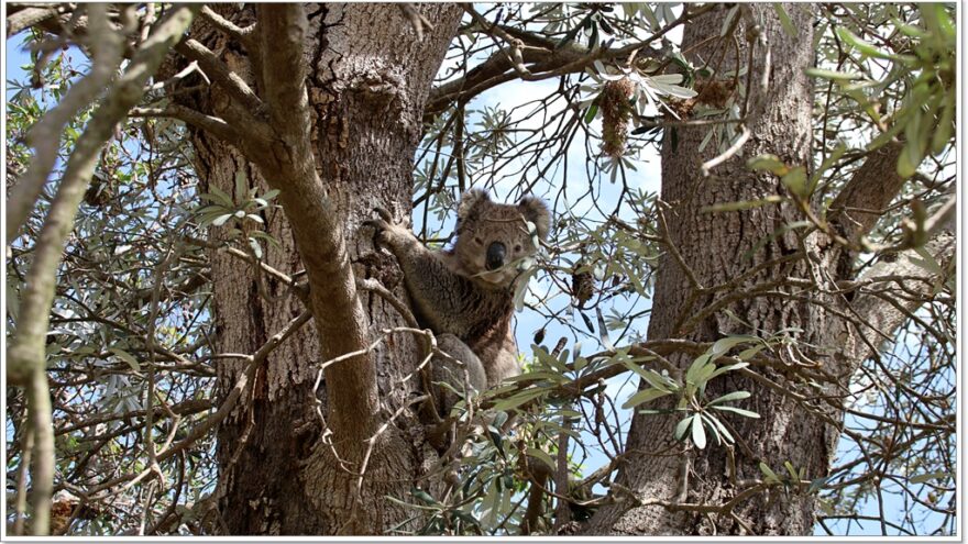 Raymond Island - Koalas - Australien - Victoria