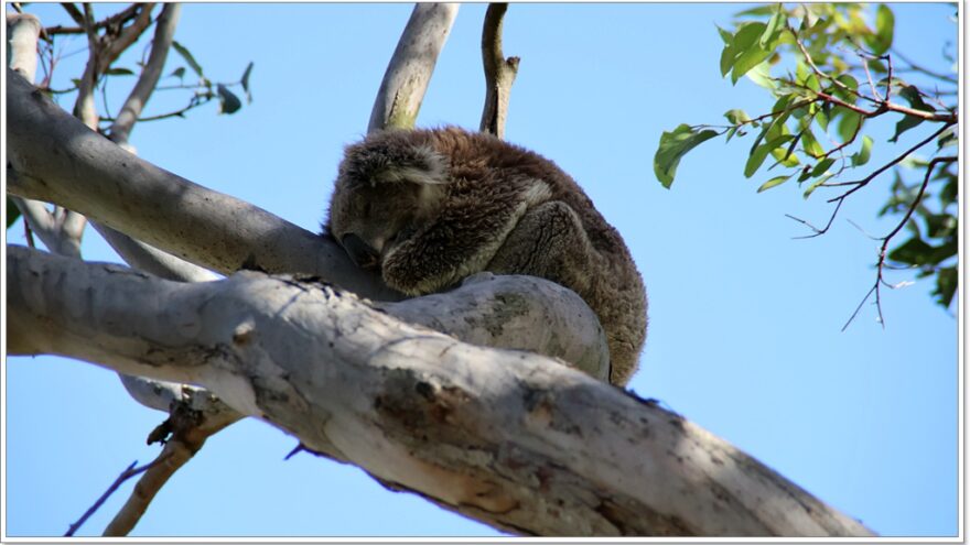 Raymond Island - Koalas - Australien - Victoria