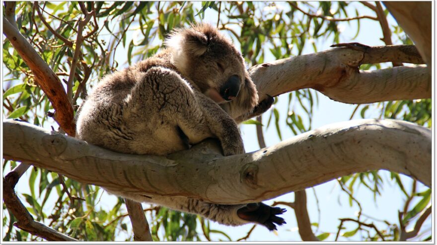 Raymond Island - Koalas - Australien - Victoria