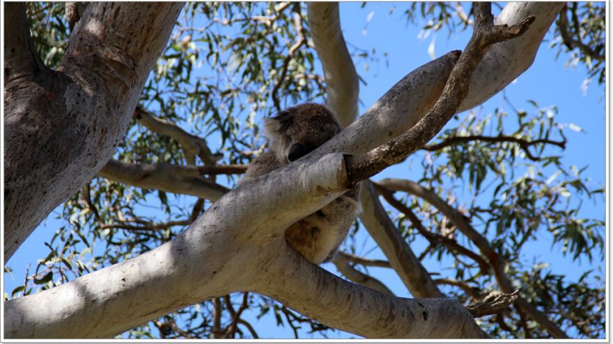 Raymond Island - Koalas - Australien - Victoria