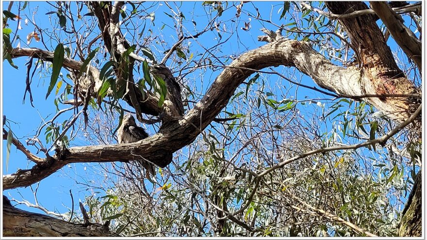 Raymond Island - Koalas - Australien - Victoria