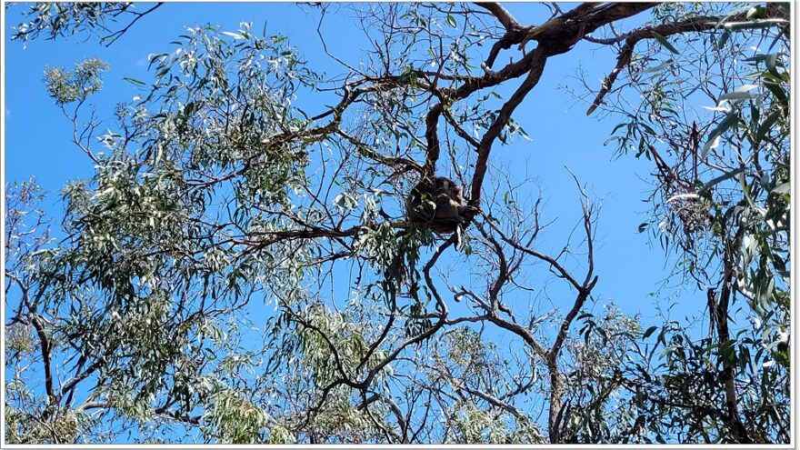 Raymond Island - Koalas - Australien - Victoria