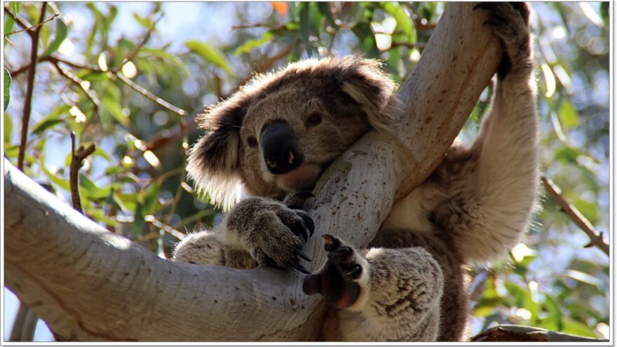 Raymond Island - Koalas - Australien - Victoria