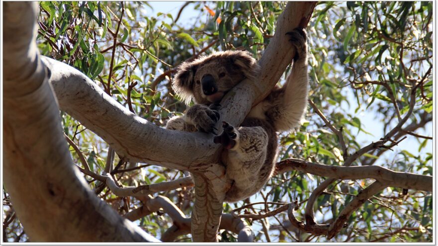 Raymond Island - Koalas - Australien - Victoria