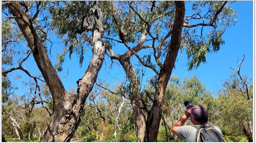 Raymond Island - Koalas - Australien - Victoria