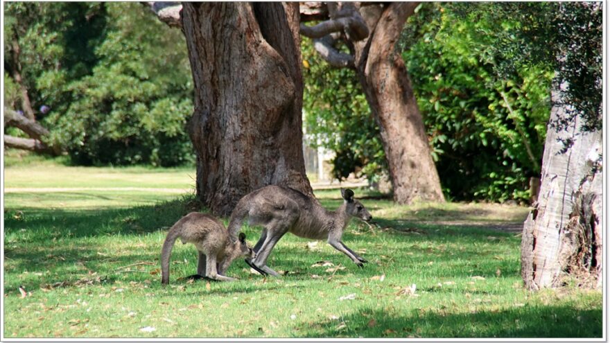 Raymond Island - Koalas - Australien - Victoria