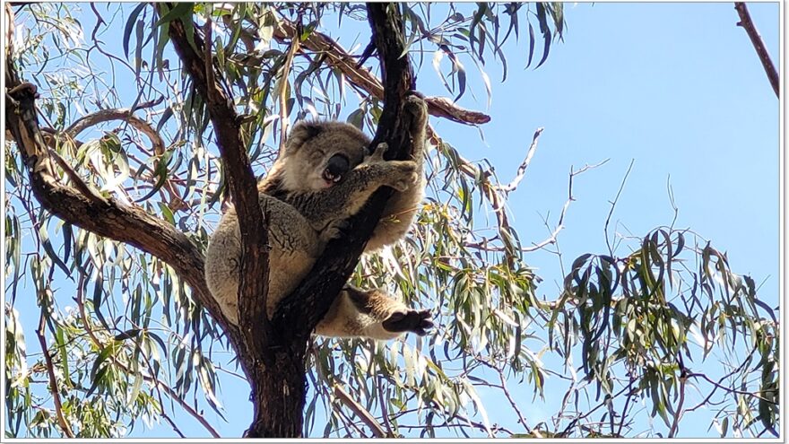 Raymond Island - Koalas - Australien - Victoria