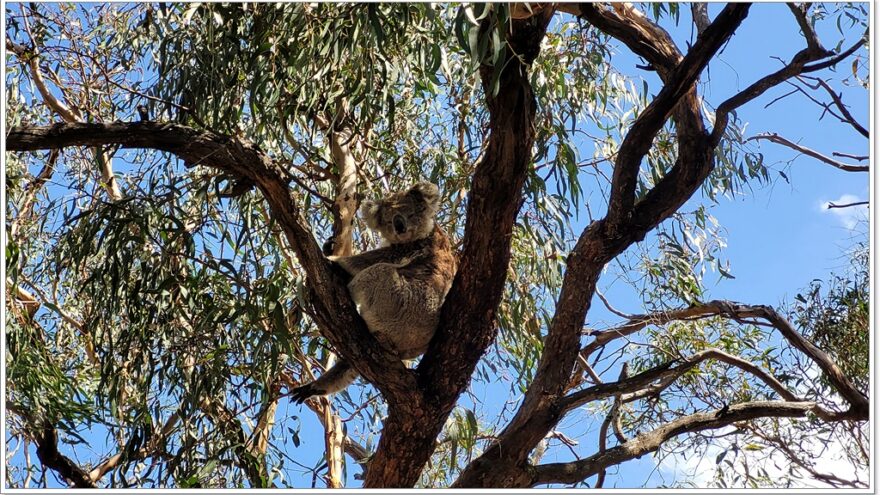 Raymond Island - Koalas - Australien - Victoria