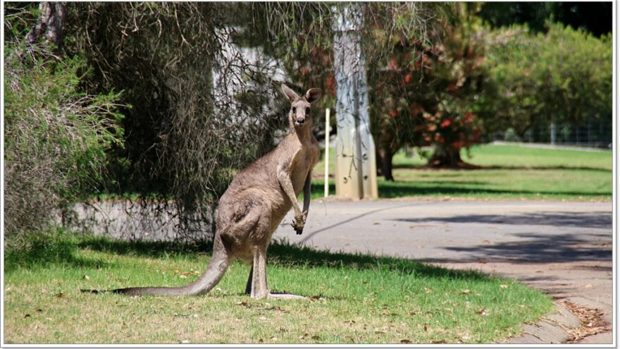 Raymond Island - Koalas - Australien - Victoria