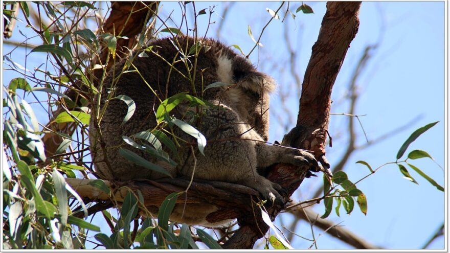 Raymond Island - Koalas - Australien - Victoria