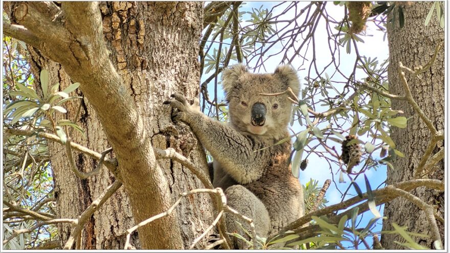 Raymond Island - Koalas - Australien - Victoria