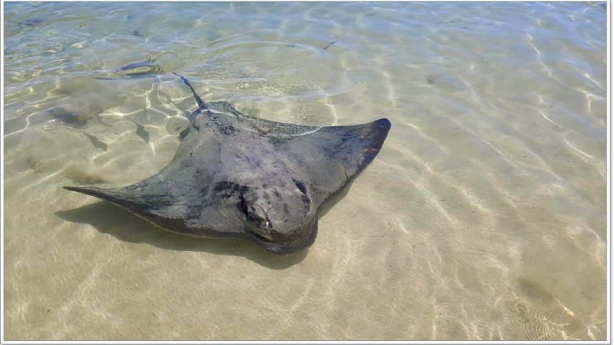 Stingray - Australien