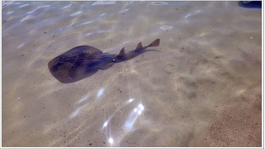 Stingray - Australien