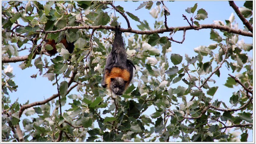 Bairnsdale - Fying foxey - Graukopf Flughunde - Australien