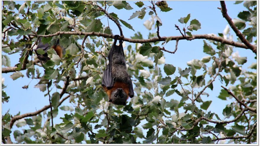 Bairnsdale - Fying foxey - Graukopf Flughunde - Australien