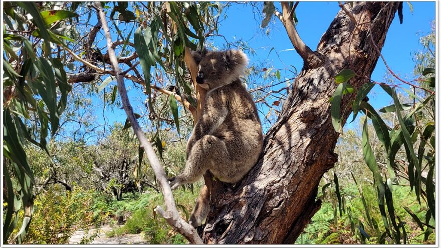 Bairnsdale - Raymond Island - Koalas - Australien