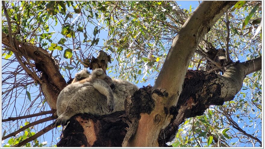 Bairnsdale - Raymond Island - Koalas - Australien