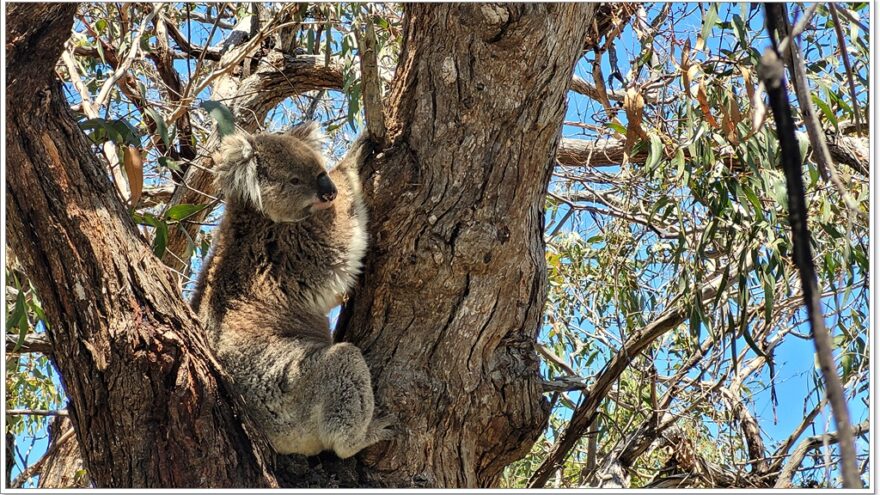 Bairnsdale - Raymond Island - Koalas - Australien