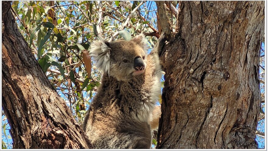 Bairnsdale - Raymond Island - Koalas - Australien