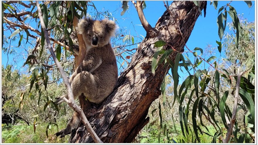 Bairnsdale - Raymond Island - Koalas - Australien