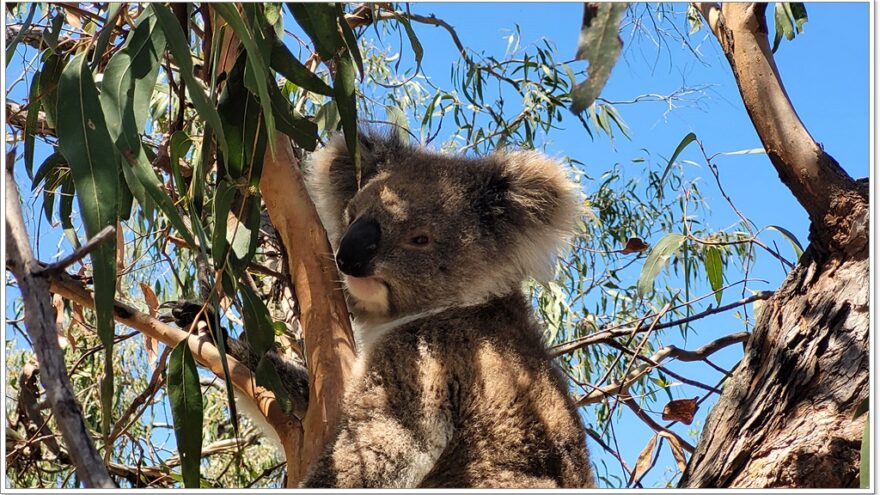 Bairnsdale - Raymond Island - Koalas - Australien