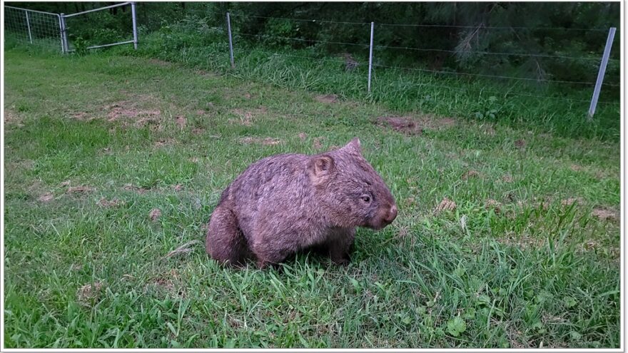 Bendeela Recreation Area - NSW - Wombats - Australien