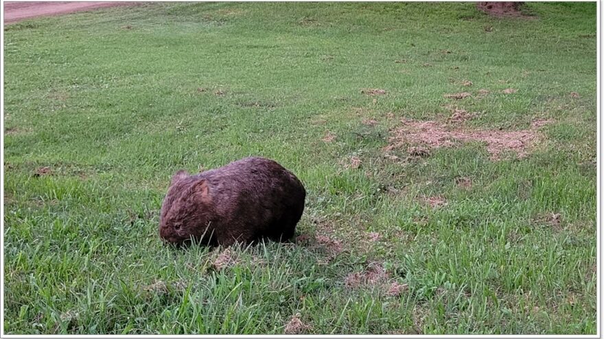 Bendeela Recreation Area - NSW - Wombats - Australien