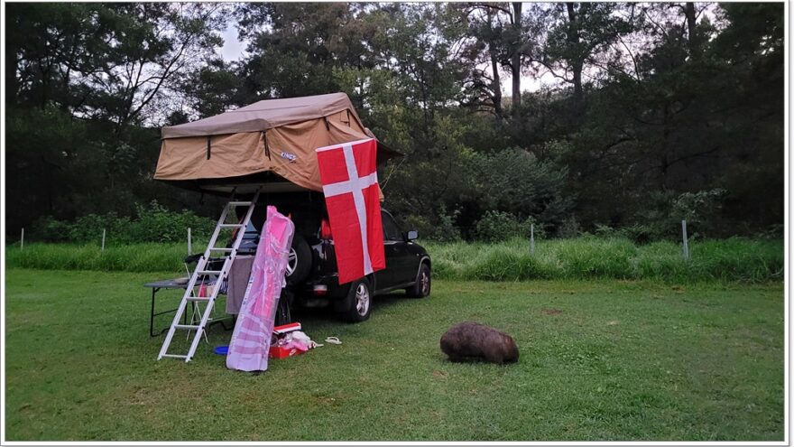 Bendeela Recreation Area - NSW - Wombats - Australien