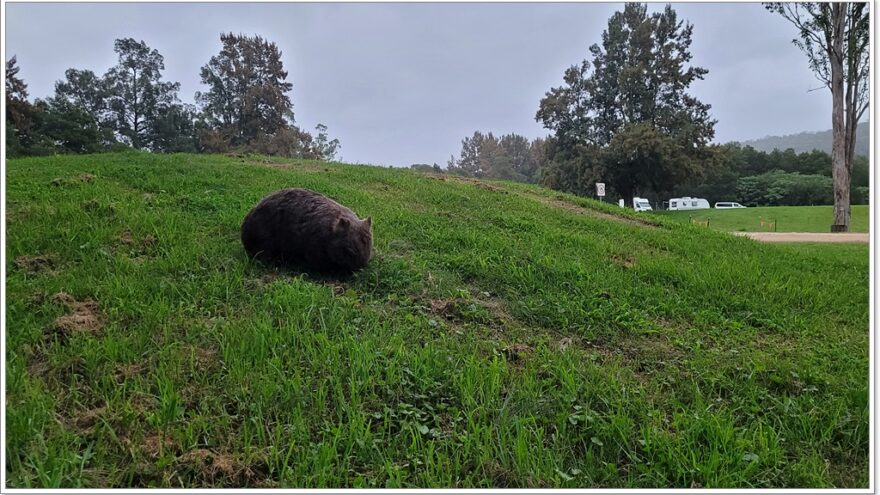 Bendeela Recreation Area - NSW - Wombats - Australien