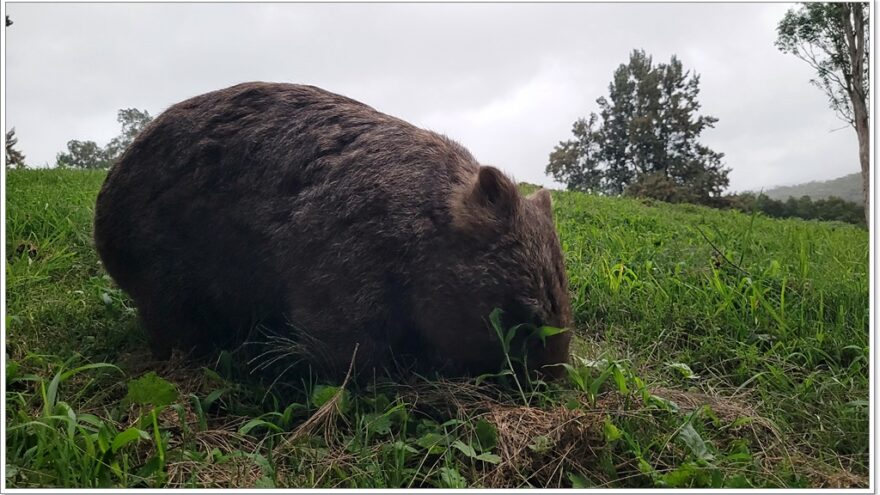 Bendeela Recreation Area - NSW - Wombats - Australien