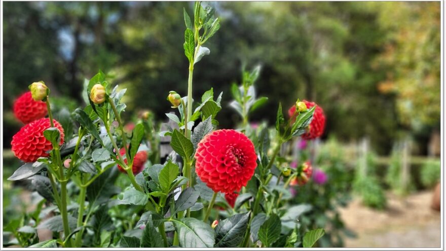 Botanischer Garten - Adelaide - South Australia